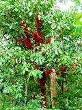 Baccaurea angulata